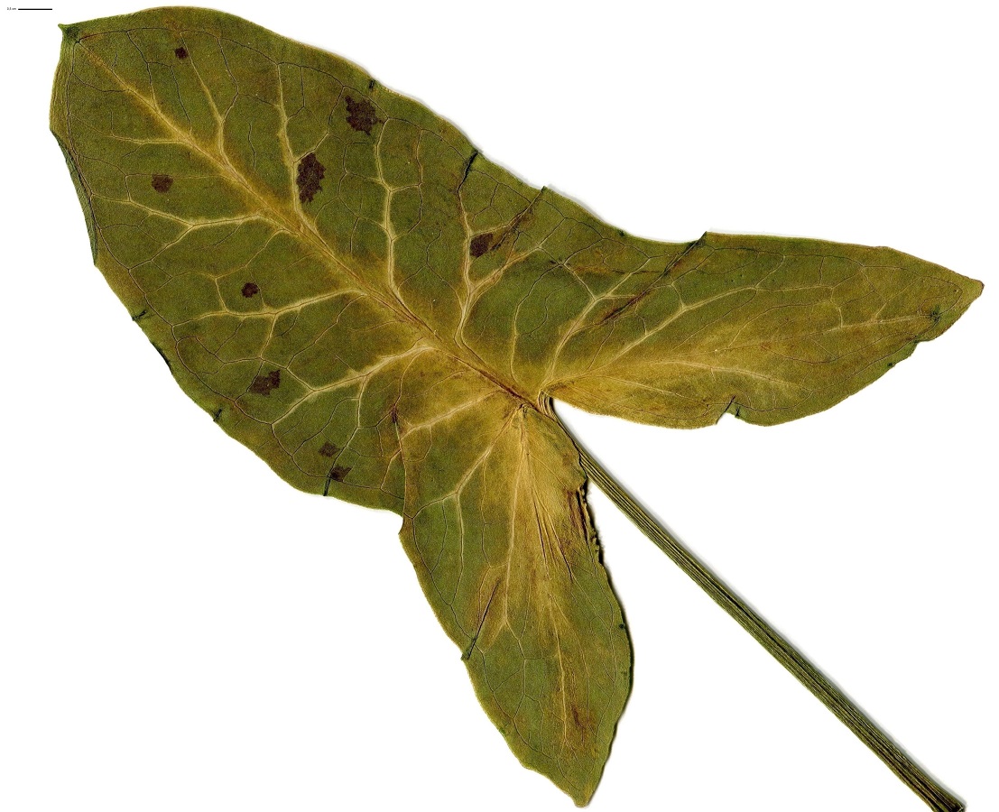 Arum italicum x A. maculatum (Araceae)